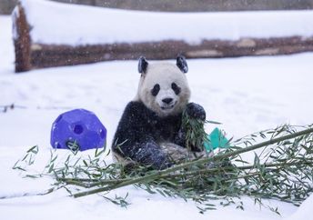 Boa Li playing in the snow.