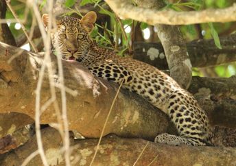 Leopard in the Nyerere National Park in Tanzania.