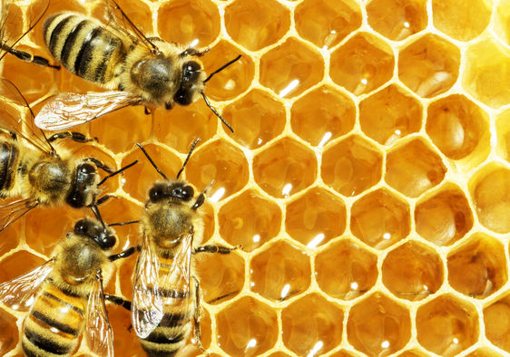 Honeybees Might Be Saved By Mushrooms Goodnet