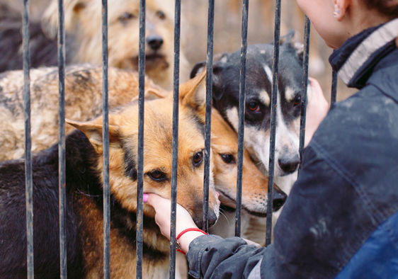 6 Animal Rescue Organizations That Make 