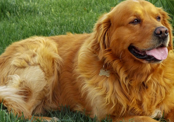 The Day 361 Golden Retrievers Had A Huge Doggy Party Goodnet