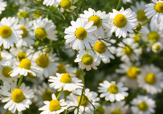 Roman Chamomile Uses and Benefits