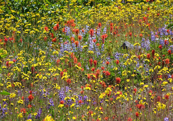 Planting Wildflowers