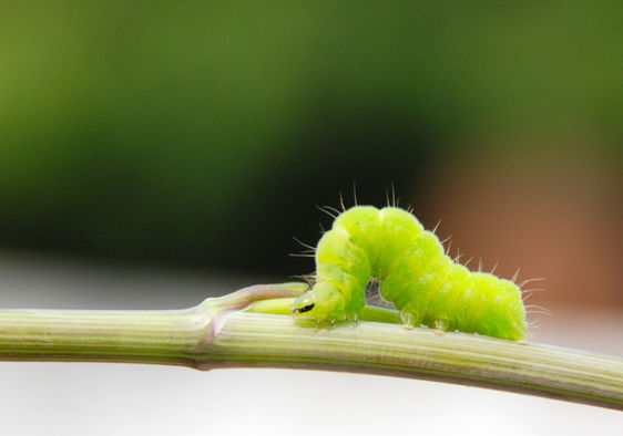 Why do waxworms and bacteria love eating plastic? Brandon University  research aims to find out