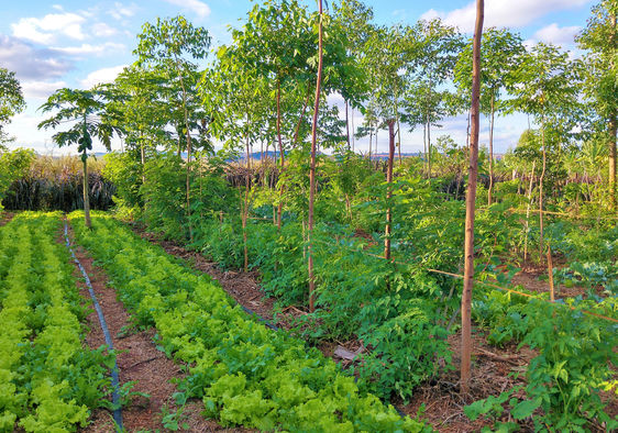 Forest Farming Provides Food And Saves Trees Goodnet