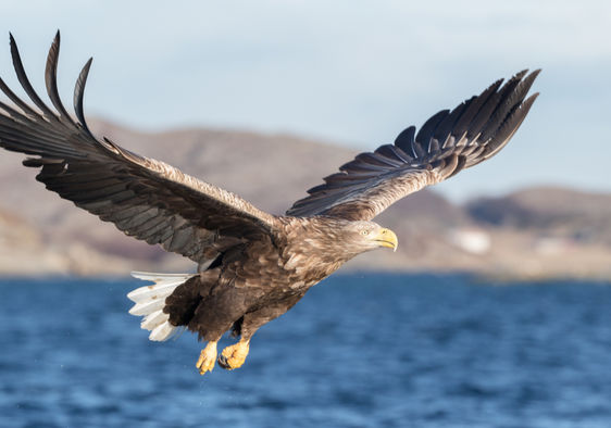 UK's largest bird of prey returns to England for first time in 240