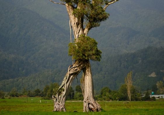 ‘Walking Tree’ in New Zealand