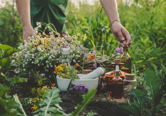 Picking medicinal weeds.