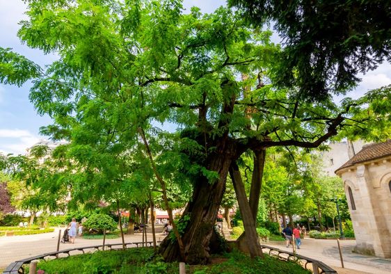 A tree in Paris.