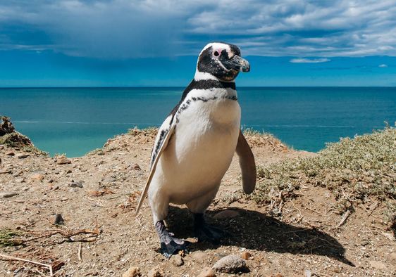 A Magellanic penguin off the coast of Argentina