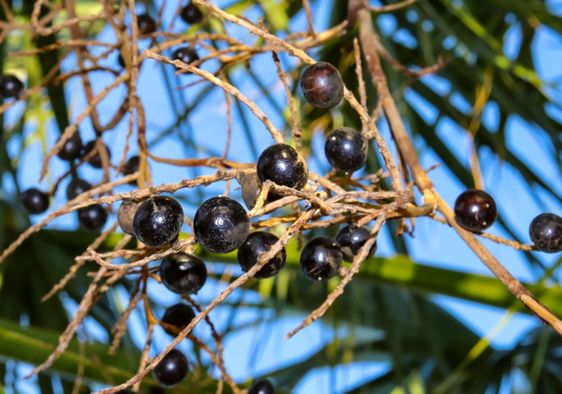 Saw palmetto berries.