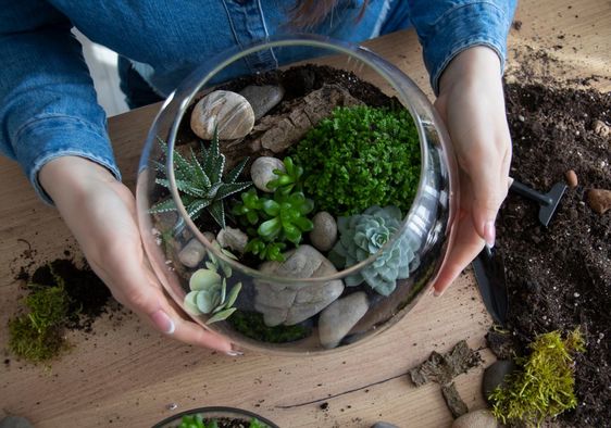 Make your own terrarium.