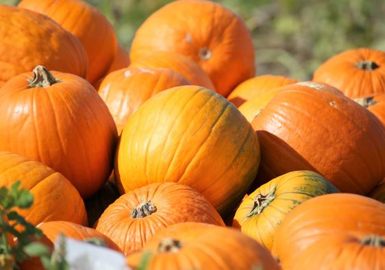 October is pumpkin season.