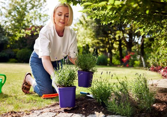 Planting a garden where paving tiles were removed