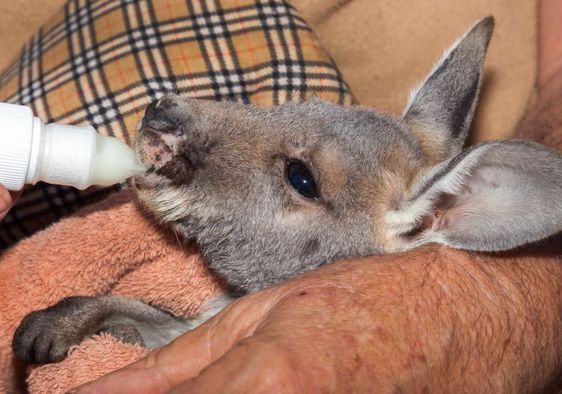 Orphaned kangaroo joey at a rescue center