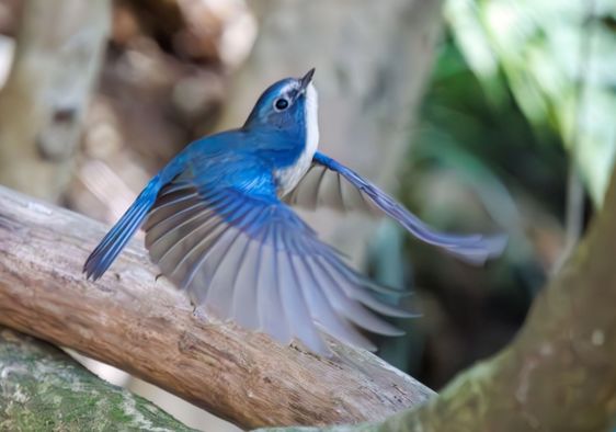 A happy blue bird, the Red-flanked Bluetail.