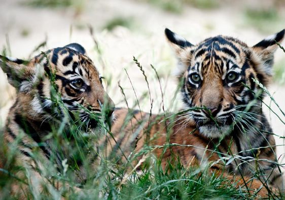 Rare Sumatran tiger cubs.