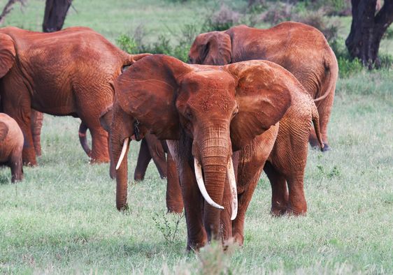 Red African elephants in Tsavo National Park.