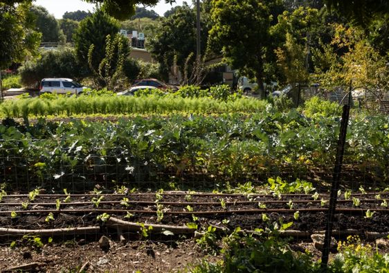 Community garden in Israel.