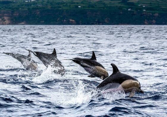 Dolphins jumping in the sea at Sao Miguel Island in the Azores.