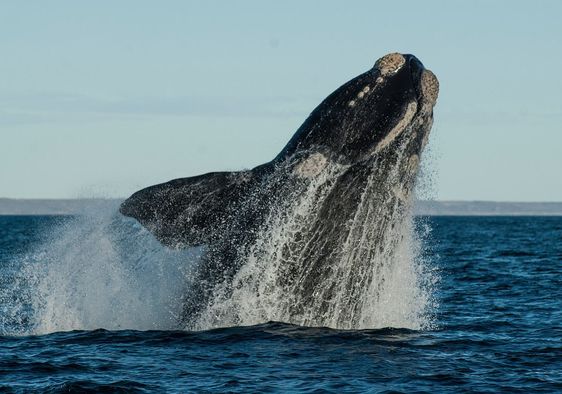 Southern right whale jumping.