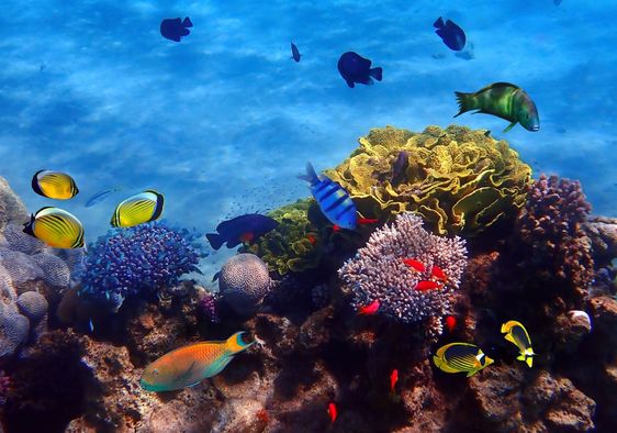 School of fish in the corals of Eilat.