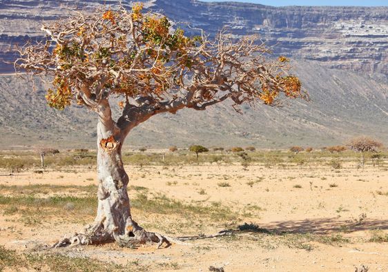 This myrrh tree is related to Sheba.