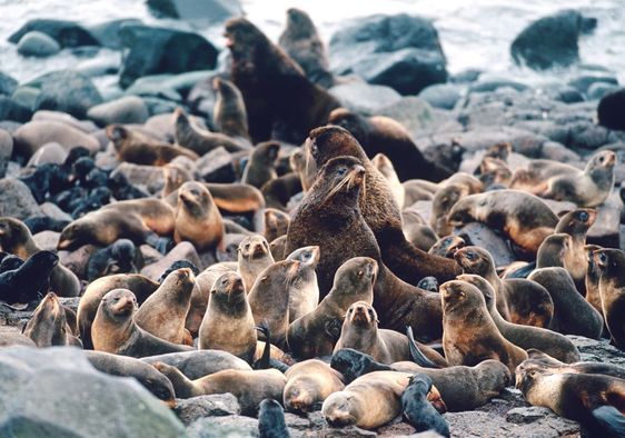 Northern fur seals.