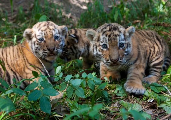 Two tiger cubs.