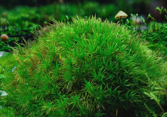 Close-up of a micro-forest area that showcases a vibrant and biodiverse ecosystem.