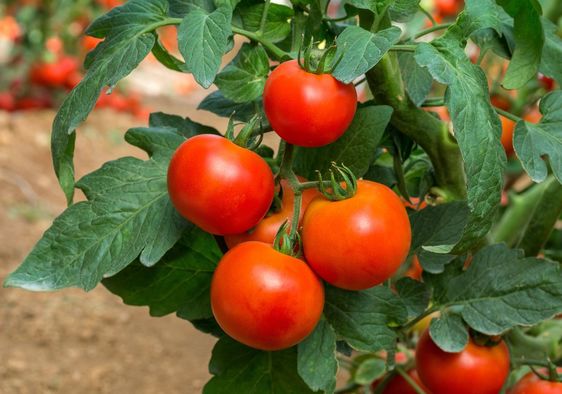 Vine ripened tomatoes.