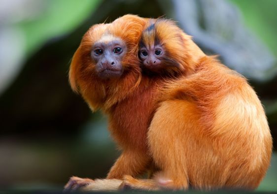 A golden lion tamarin with baby.