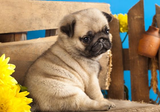 Pug puppy with spring flowers.