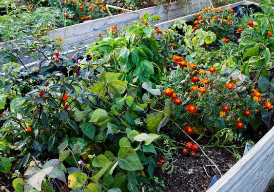 Urban flower garden.