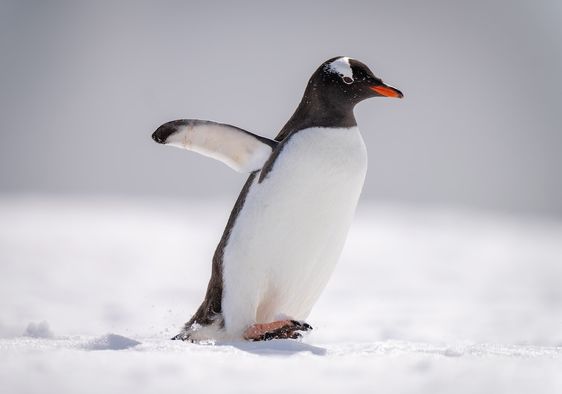 Gentoo penguins are social animals.