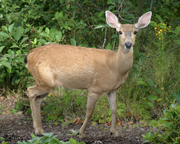 5 Sure-Fire Ways to Bring Nature into Your Neighborhood [LIST] - Goodnet