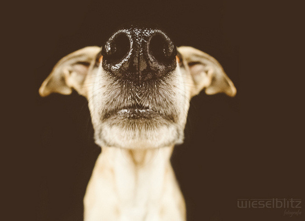 5 Adorable Photography Projects for Dog Lovers [LIST] - Goodnet