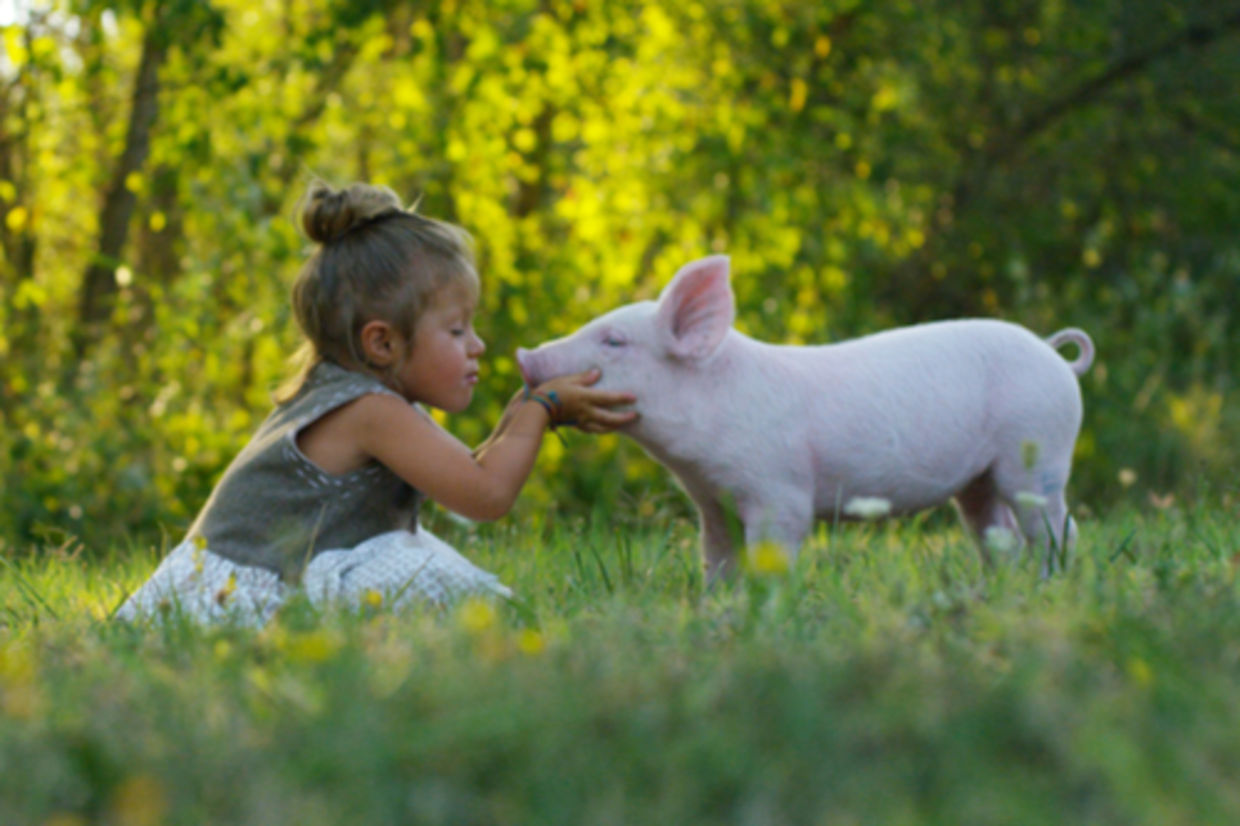 A little girl kisses a piglet on a meadow