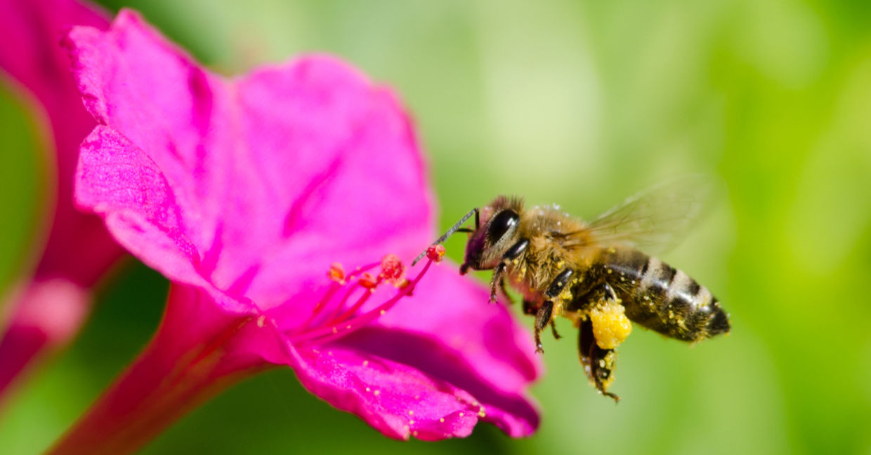 Over 1 Million Gardeners Came Together to Save the World's Pollinators ...