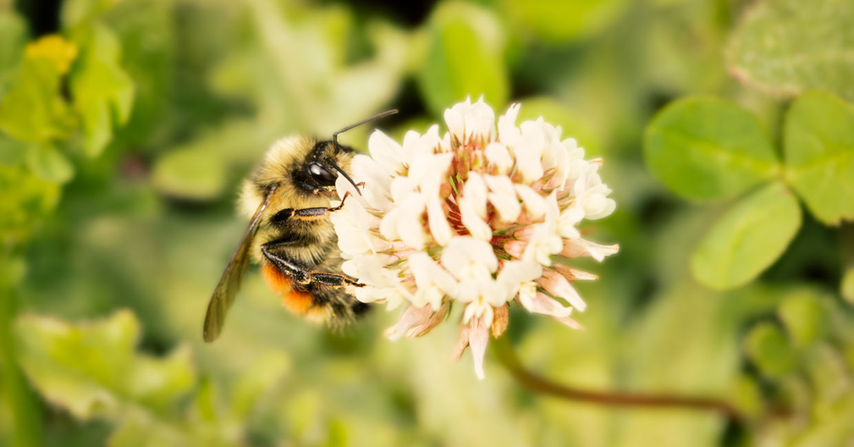 Minnesota Will Pay Homeowners to Transform Lawns Into Bee Gardens - Goodnet