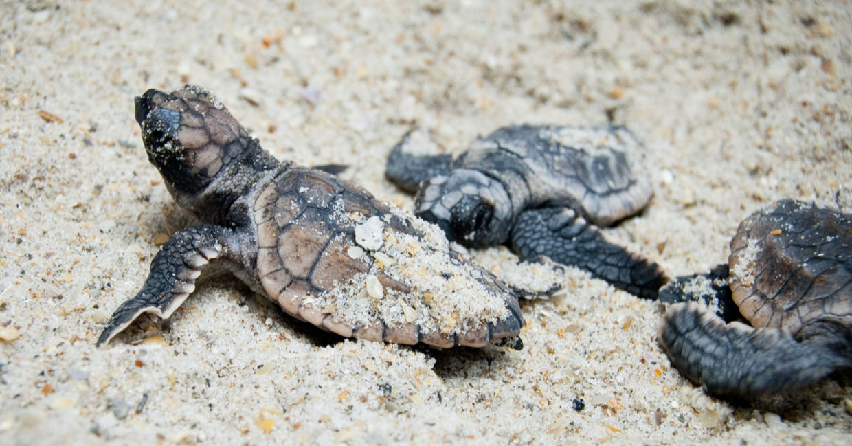 Endangered Sea Turtles are Laying Eggs at Record Pace - Goodnet