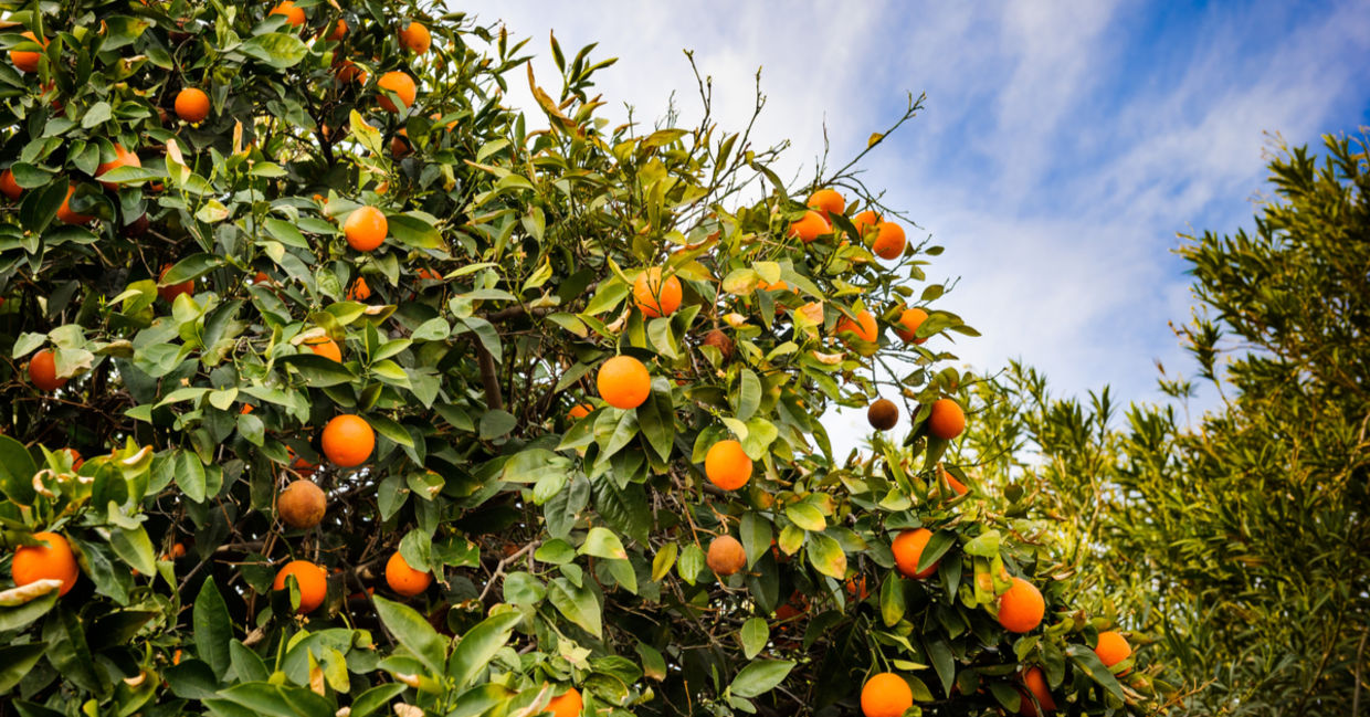 US Grocery Chain is Buying Food From Farmers to Donate to Food Banks ...