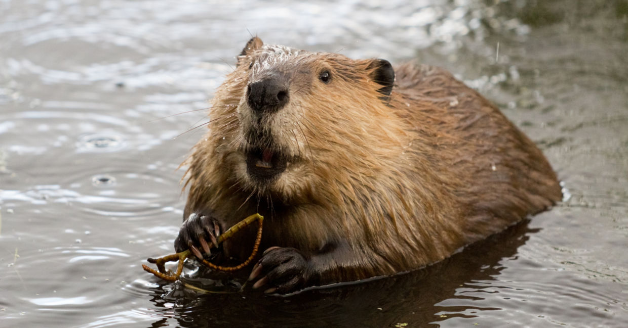 7 Animals Native To Canada That Aren t Polar Bears Goodnet