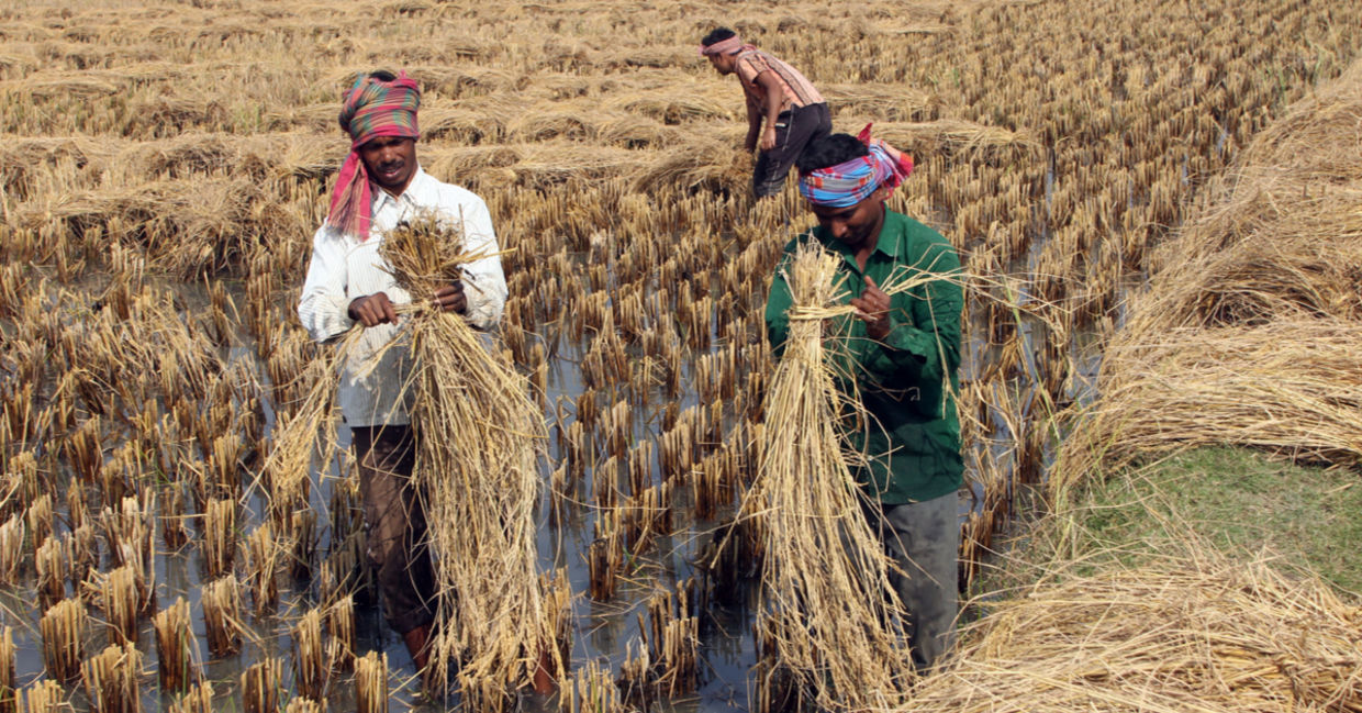 Indian Farmers Save Rice Varieties Seed By Seed - Goodnet