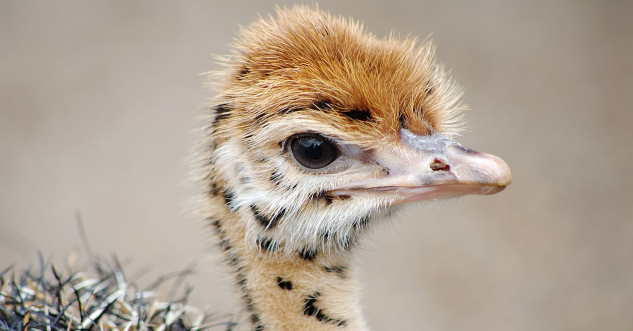 Therapeutic Petting Zoo in the Outback Adopts Exotic Animals