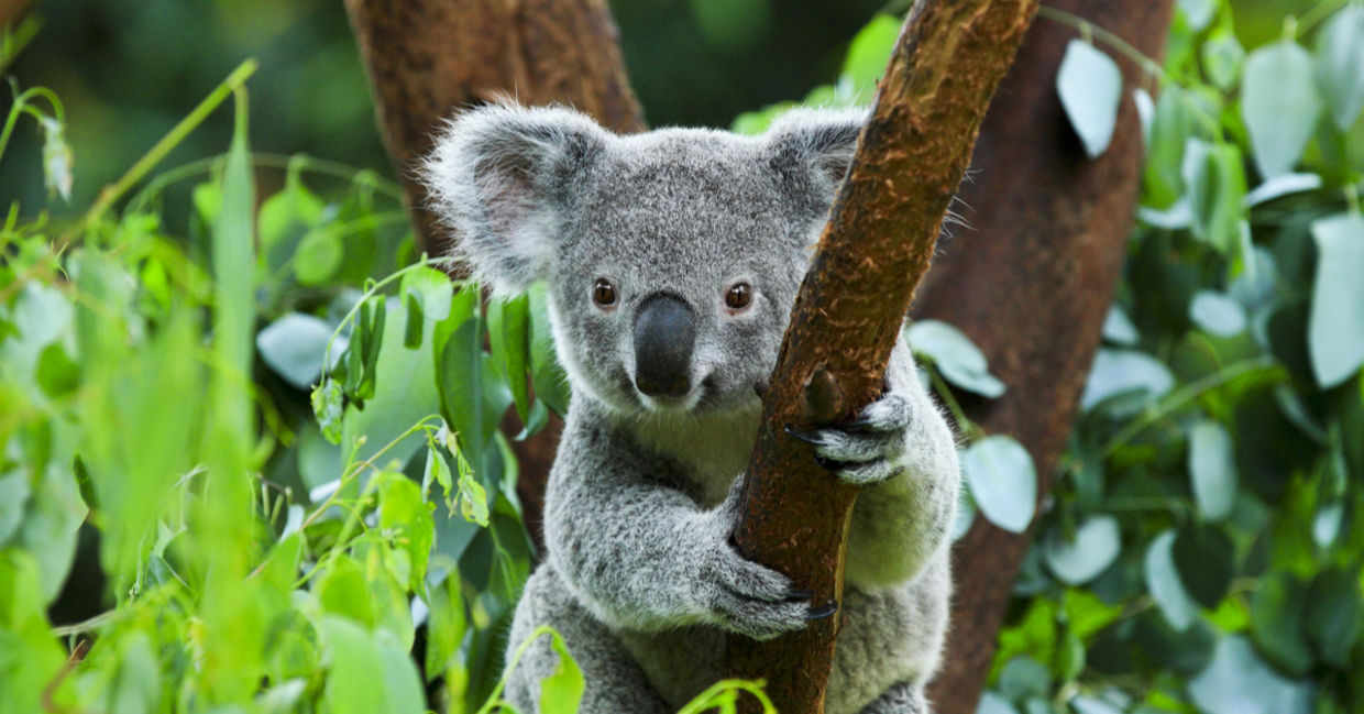 This Koala Has a Prosthetic Foot Made by a Kind Dentist - Goodnet