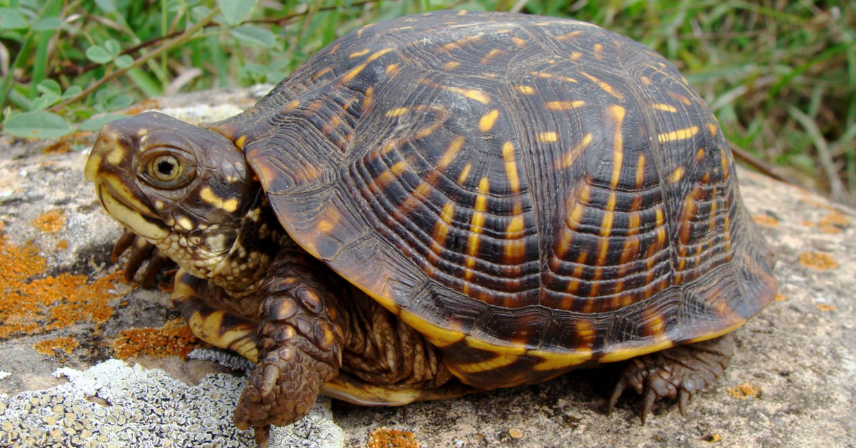 Dogs are Helping Save Ornate Box Turtles From Extinction - Goodnet