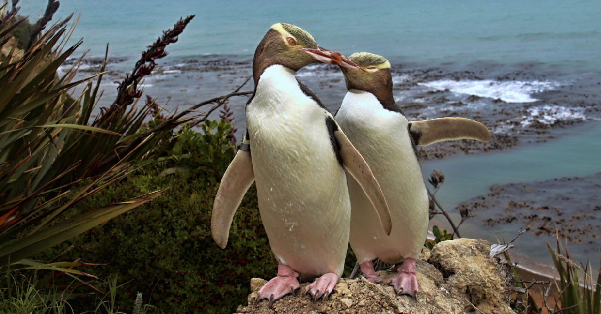 How New Zealand Cares for its Local Penguins - Goodnet