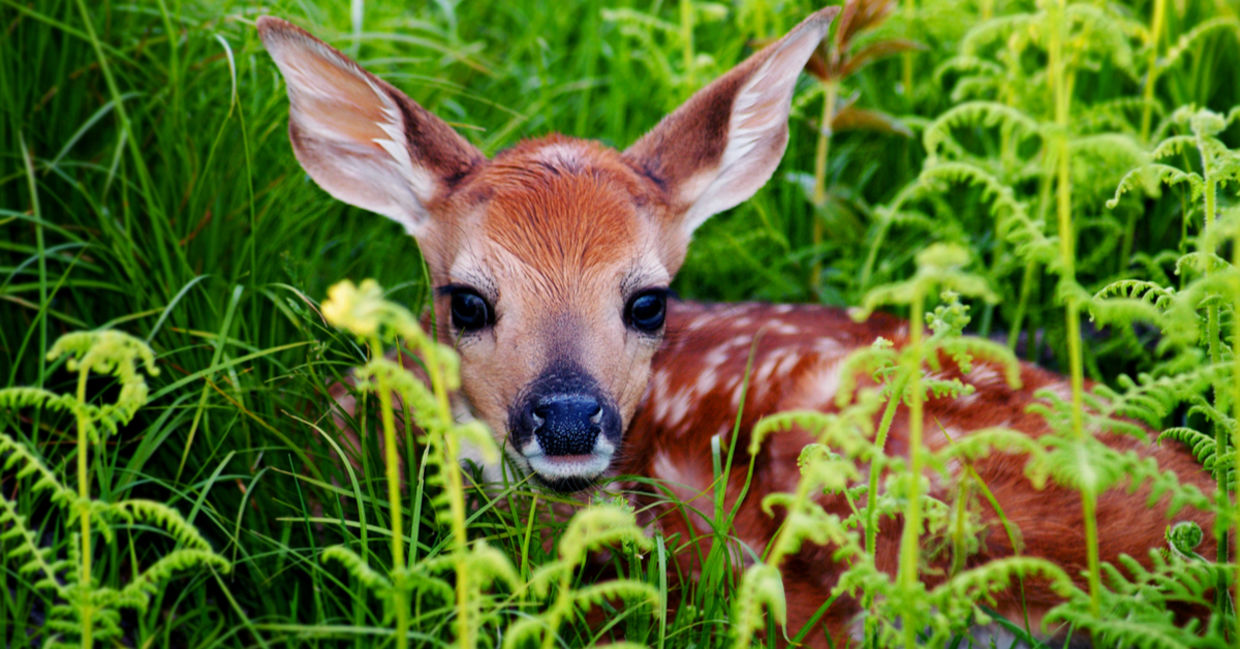 Name These Baby Animals Quiz Goodnet