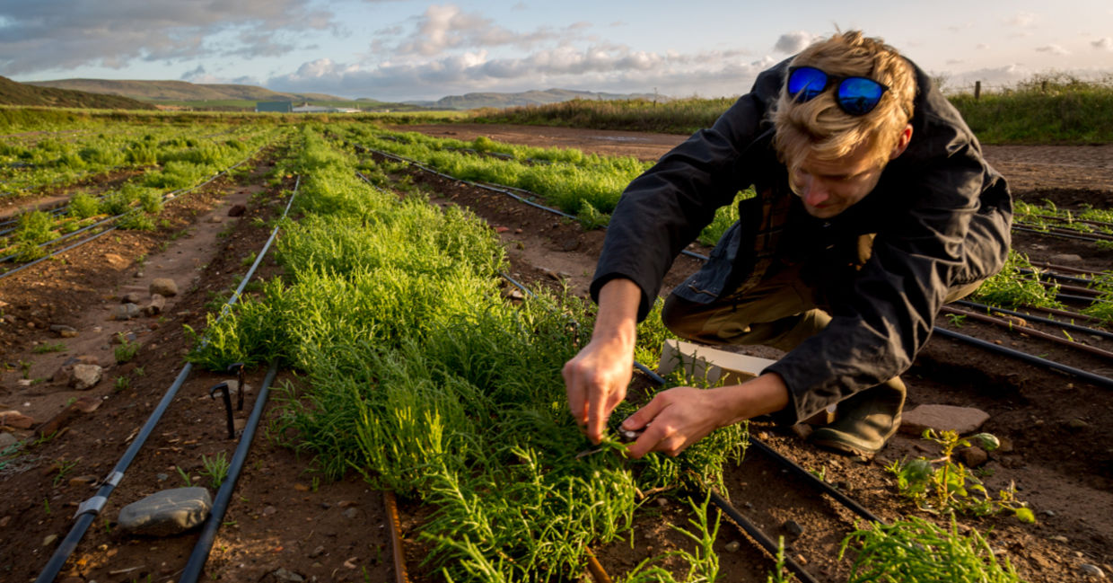 Sowing plants that grow in saltwater